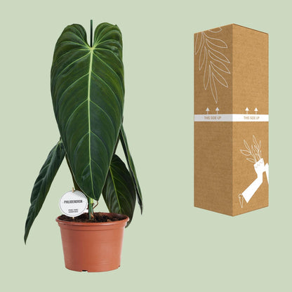 Philodendron Melanochrysum – Pflegeleichte tropische Zimmerpflanze Ø21cm