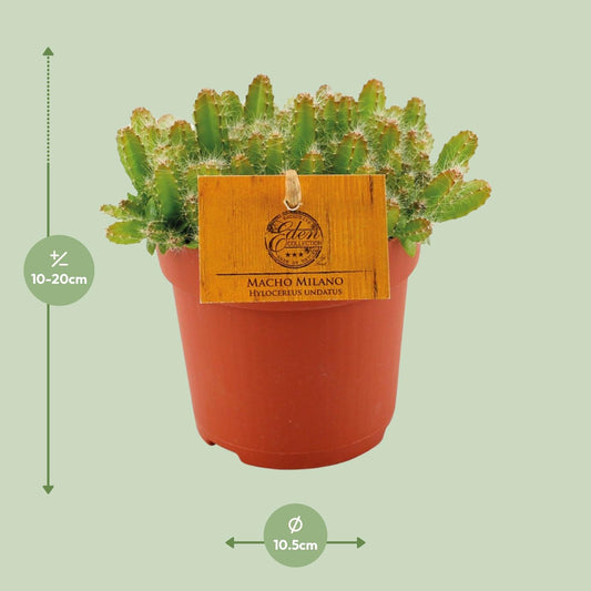 Hylocereus Undatus Kaktus Ø11cm, Höhe 15cm – Pflegeleicht & Modern