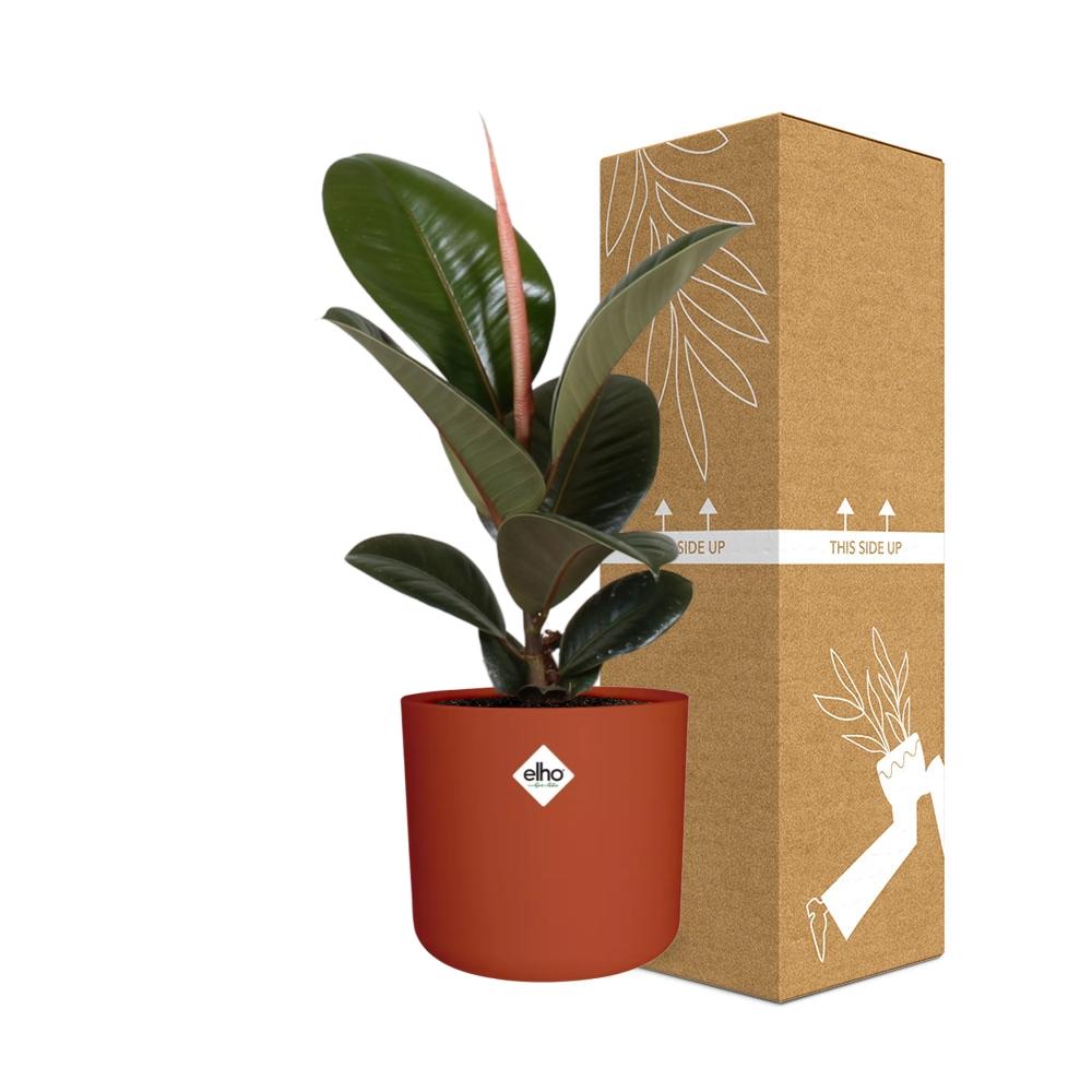 Ficus Elastica ‘Robusta’ in ELHO b.for soft rond 14cm brique