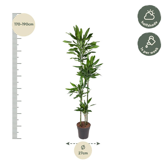 Dracaena Janet Lind – Pflegeleichte Zimmerpflanze 180 cm