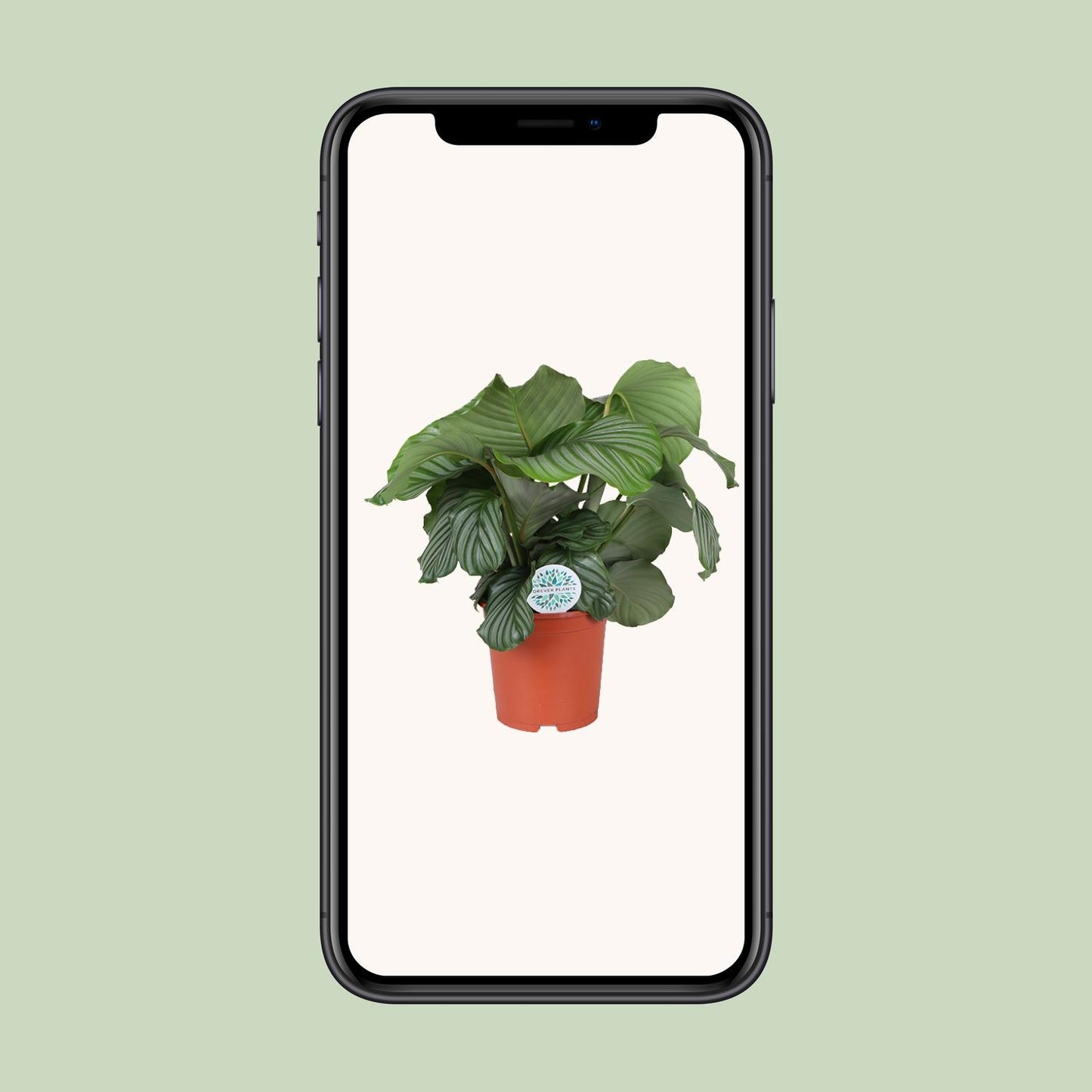 Calathea Orbifolia – Tropische, pflegeleichte Zimmerpflanze Ø21cm