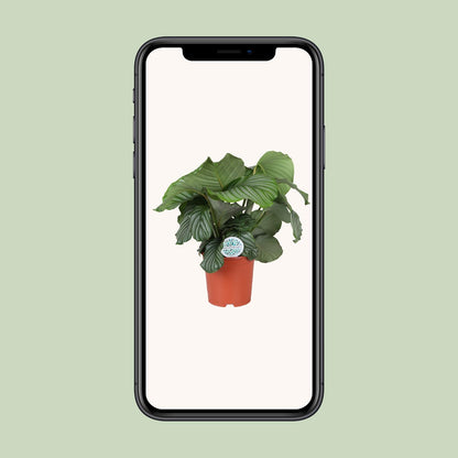 Calathea Orbifolia – Tropische, pflegeleichte Zimmerpflanze Ø21cm