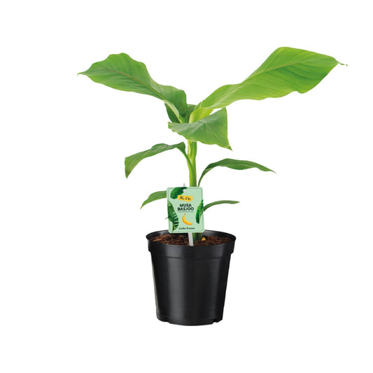 Musa Basjoo Bananenbaum Ø17 cm – 45 cm hoch, pflegeleicht & robust