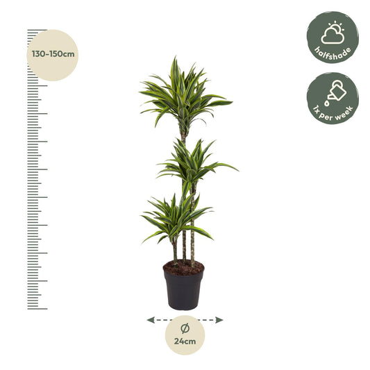 Dracaena Lemon Lime – Pflegeleichte Zimmerpflanze 130 cm