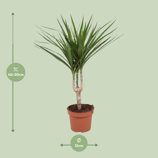 Dracaena Marginata – Pflegeleichter Drachenbaum Ø12cm, 50cm hoch