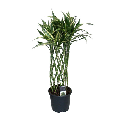 Dracaena Godsefiana – Pflegeleichter Drachenbaum Ø19cm