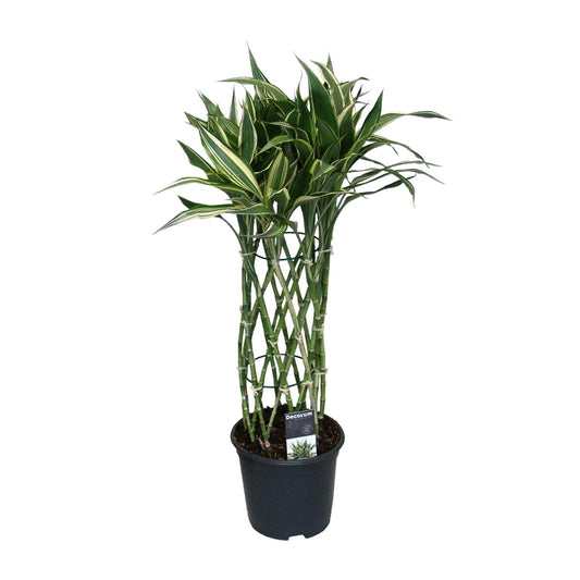 Dracaena Godsefiana – Pflegeleichter Drachenbaum Ø19cm