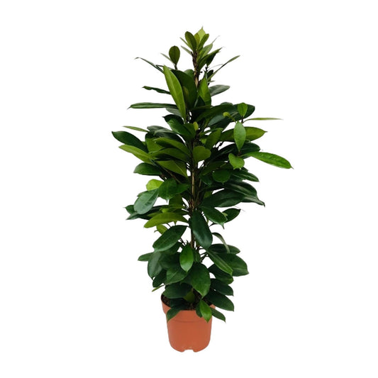 Ficus Cyathistipula – Exotische, pflegeleichte Zimmerpflanze Ø21cm