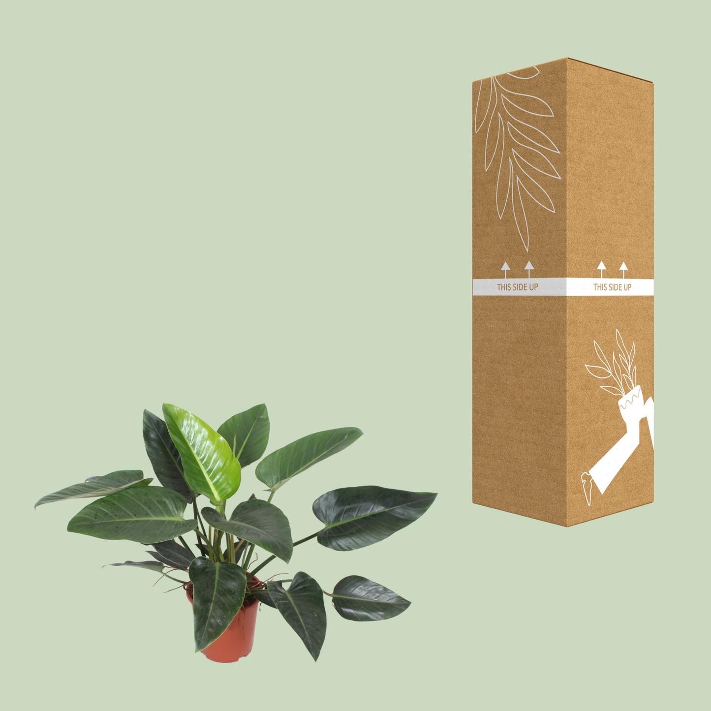 Philodendron Congo Green – Pflegeleichte tropische Zimmerpflanze