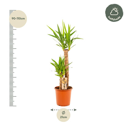 Yucca - Ø21 cm Topf - ca. 100 cm Höhe
