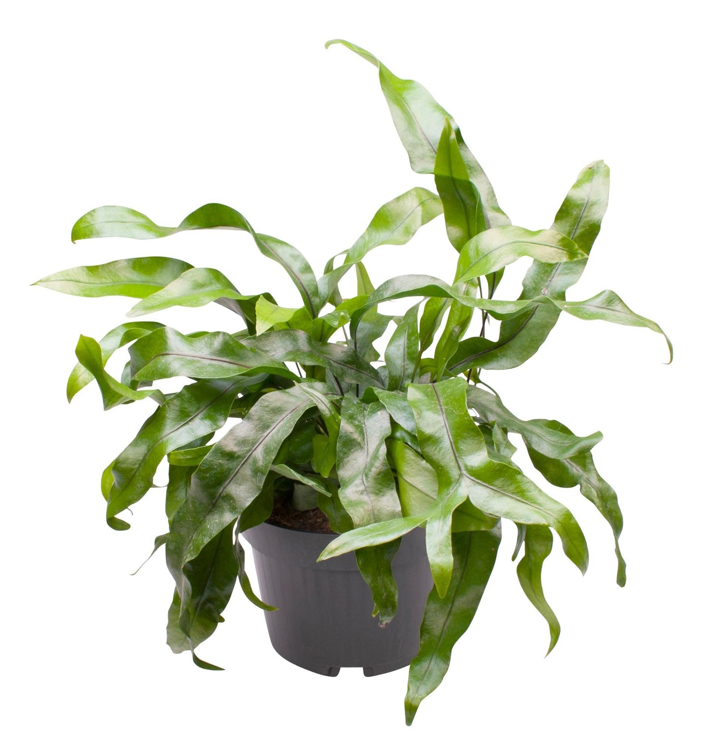 Microsorum Pteropus – Pflegeleichter Aquarienfarn Ø12cm