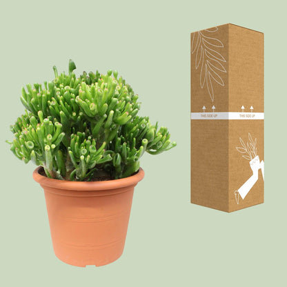 Crassula Hobbit – Pflegeleichte Jade-Pflanze Ø23cm