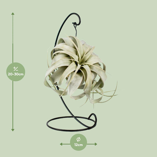 Tillandsia King Xero – pflegeleichte Luftpflanze Ø12cm