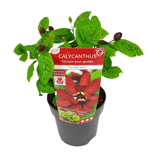 Calicanthus 'Hartlage Wine' – Duftender Gartenstrauch Ø19cm