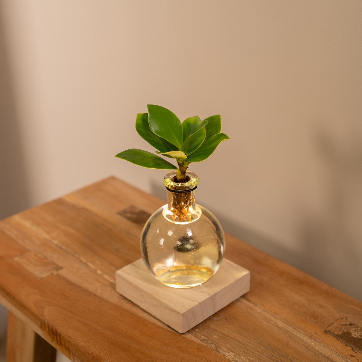 Clusia im Glas mit LED – Hydrokultur Zimmerpflanze Ø4cm
