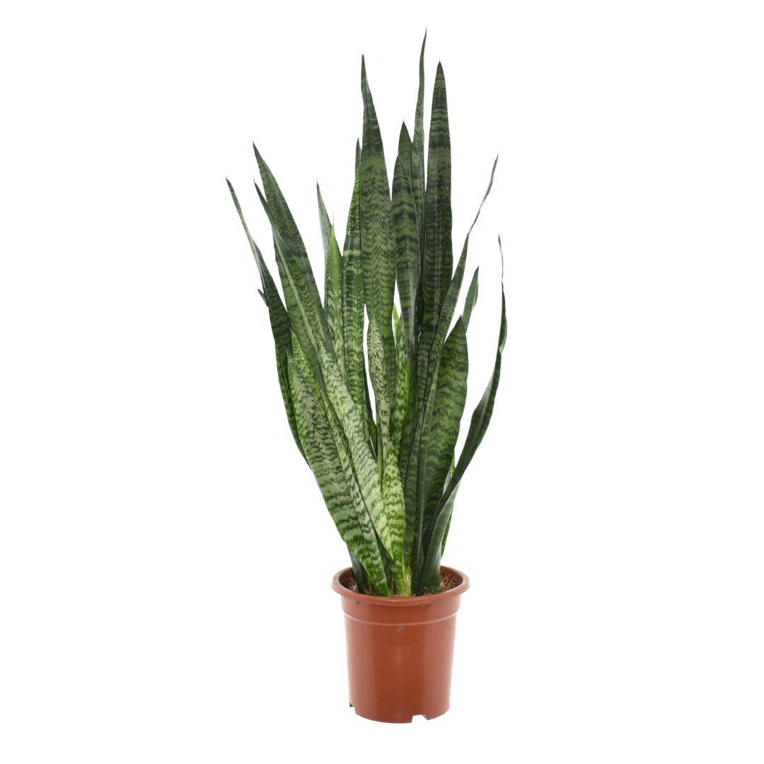 Sansevieria Zeylanica – Pflegeleichte Luftreiniger-Pflanze Ø24cm