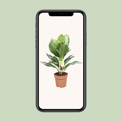 Aglaonema Silver Bay – Pflegeleichtes Chinesisches Immergrün Ø17cm