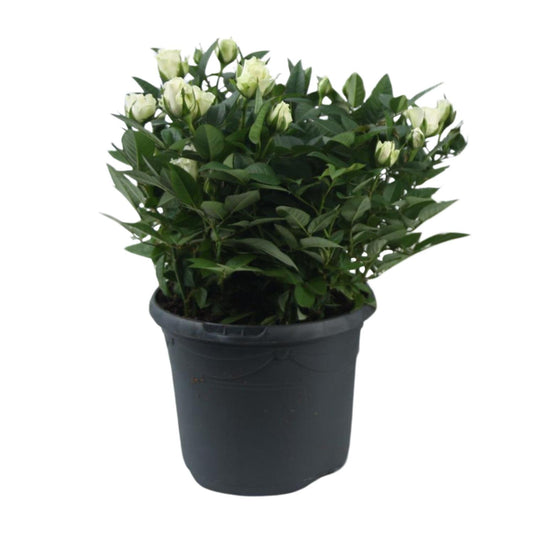 Rosa Jewel Patio White – Elegante Topfrose Ø17cm