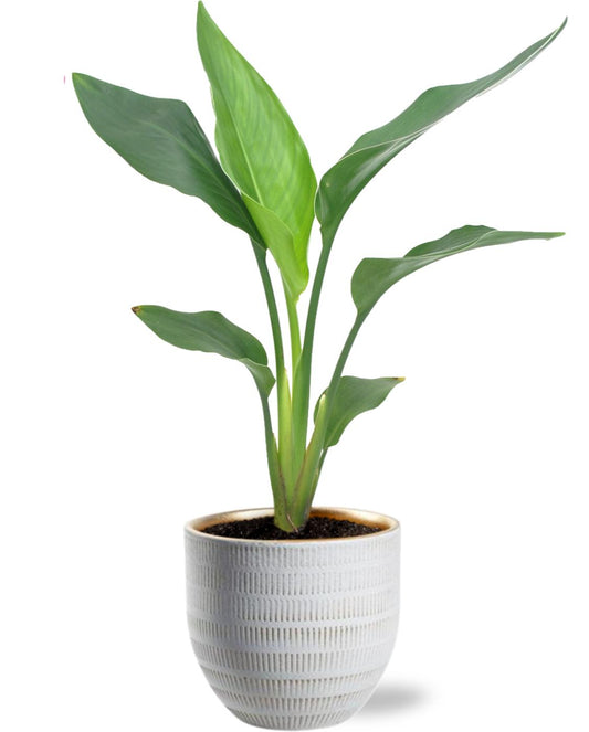 Strelitzia Reginae Ø12cm - 40cm mit weißem Übertopf D14x13cm