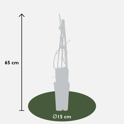 4x Hydrangea petiolaris – Klimhortensie Ø15cm, 65cm hoch
