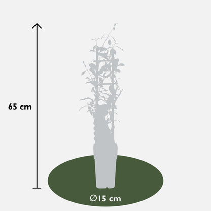 3er-Set Trachelospermum Mix – Duftende Kletterpflanzen Ø15cm