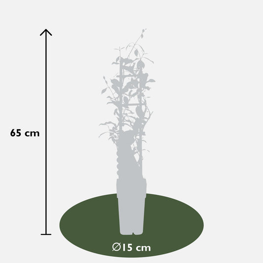 3er-Set Trachelospermum Mix – Duftende Kletterpflanzen Ø15cm