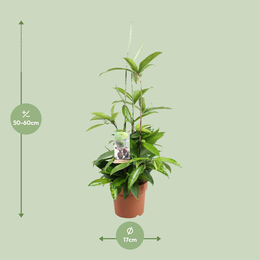 Dracaena Surculosa – Pflegeleichter Drachenbaum Ø17cm