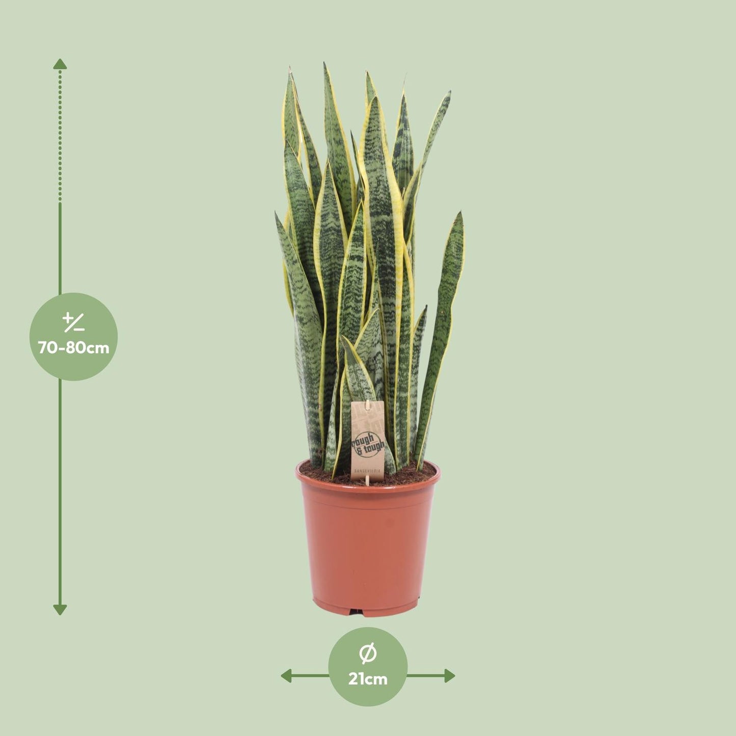 Sansevieria Laurentii – Pflegeleichte Schlangenpflanze Ø21cm, 80cm hoch