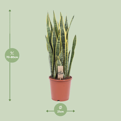 Sansevieria Laurentii – Pflegeleichte Schlangenpflanze Ø21cm, 80cm hoch
