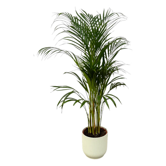 Areca-Palme Ø21cm mit elho Vibes Fold Round Topf