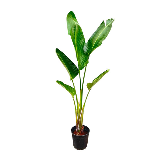 Strelitzia Augusta – Weißer Paradiesvogel, 210 cm