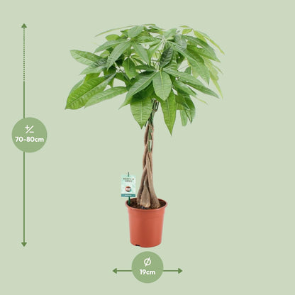 Pachira Aquatica - pflegeleichte Zimmerpflanze Ø19cm