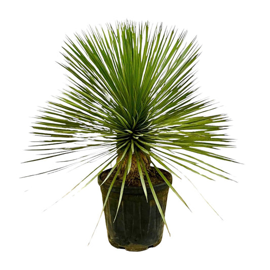 Yucca Rostrata op Stam – Pflegeleicht & Robust, 70 cm