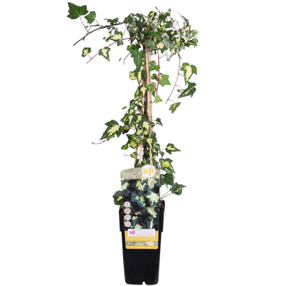 Hedera helix 'Goldheart' – Pflegeleichte Efeupflanze Ø15cm