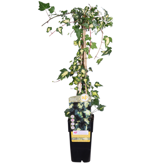 Hedera helix 'Goldheart' – Pflegeleichte Efeupflanze Ø15cm