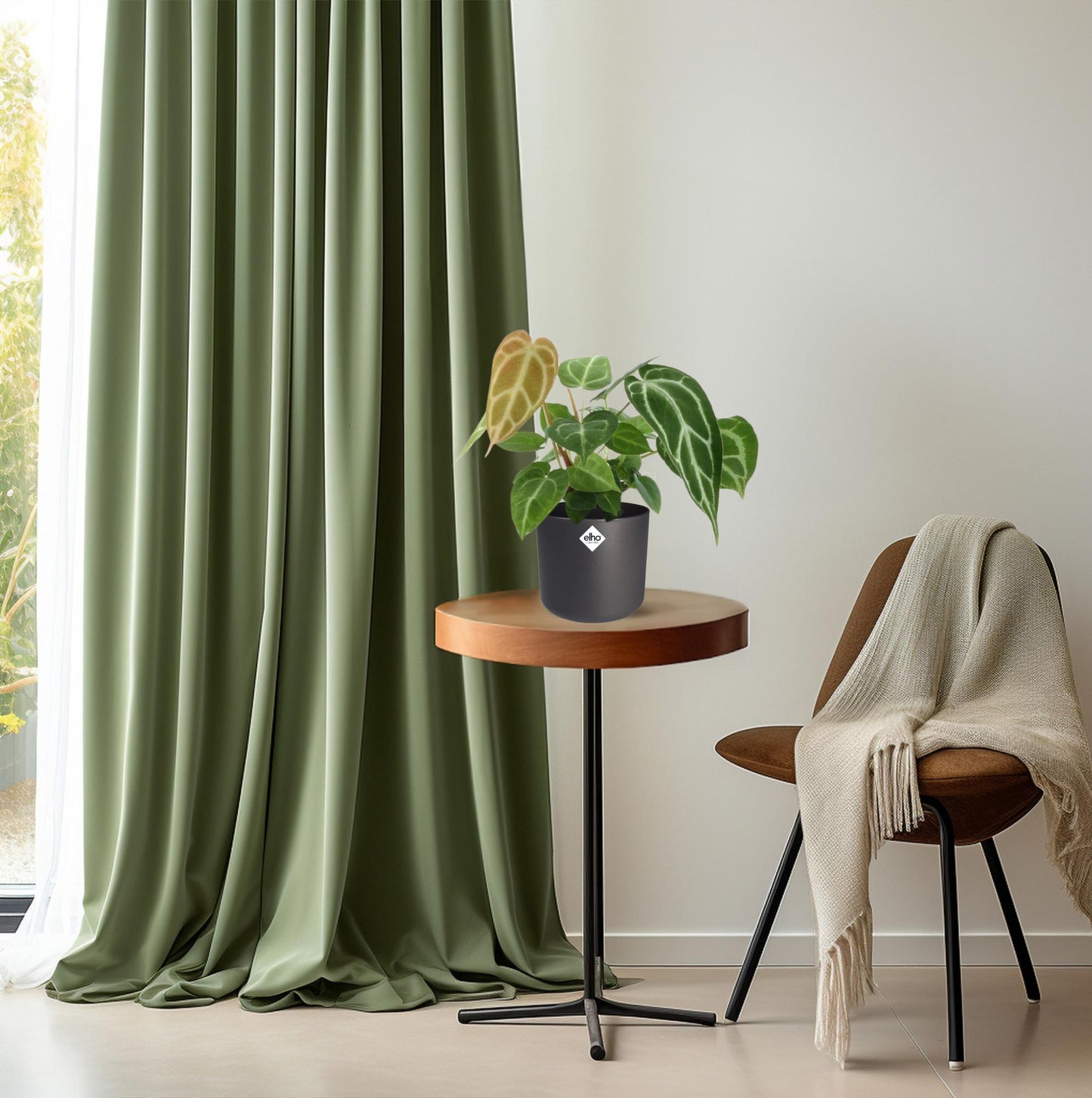 Anthurium Chrystallinum – Pflegeleichte Flamingoblume Ø12cm