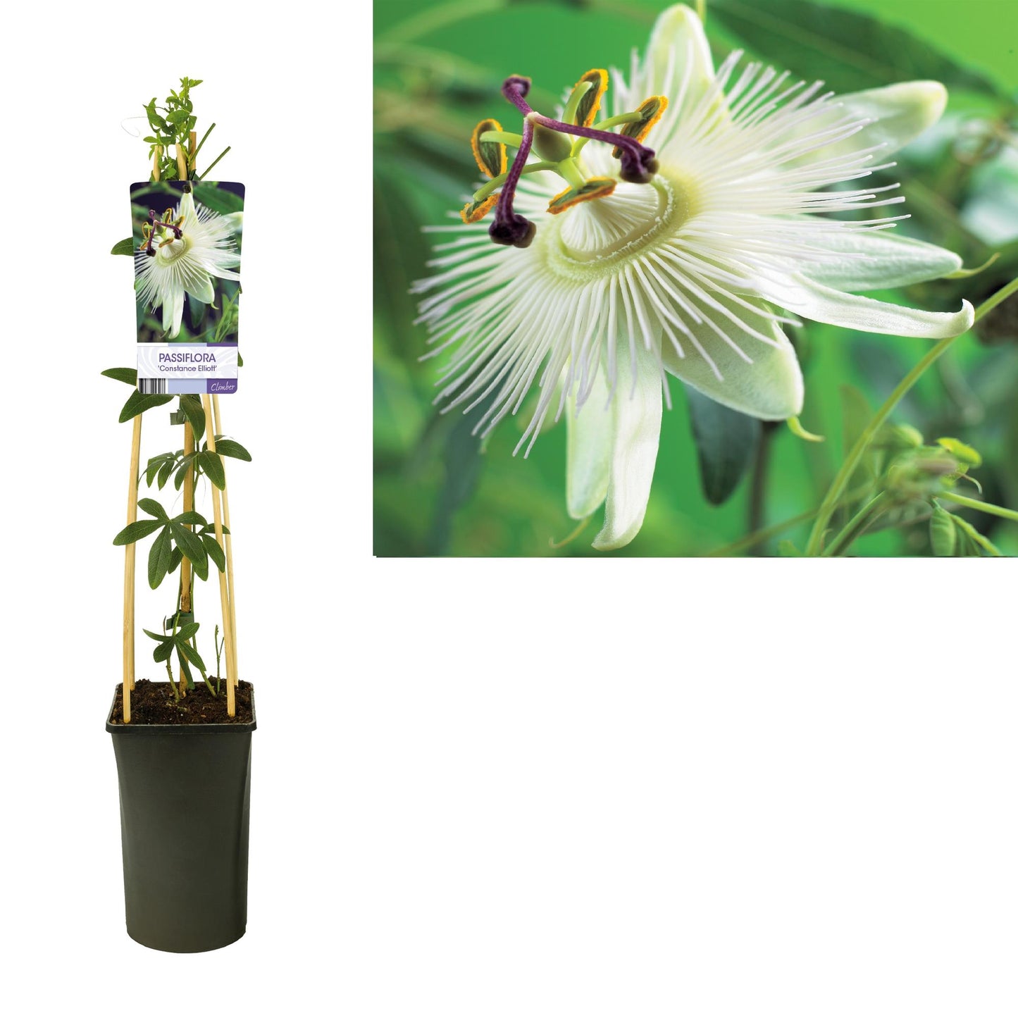 Passiflora 'Constance Elliott' – Exotische Kletterpflanze mit Lichtlabel