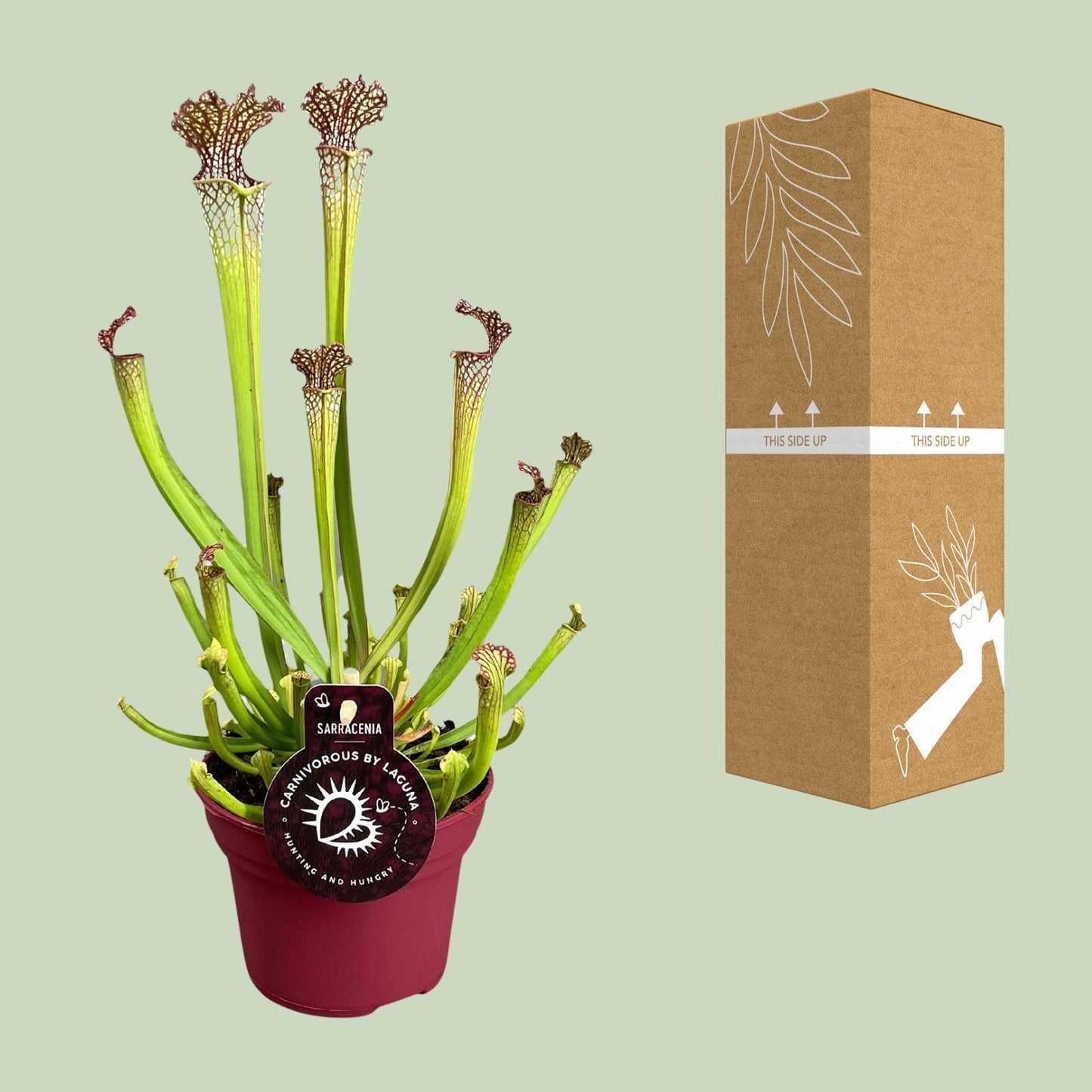 Sarracenia Farnhamii – Pflegeleichte Kannenpflanze Ø12cm