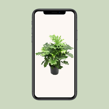 Philodendron Xanadu – Pflegeleichte tropische Zimmerpflanze Ø21cm