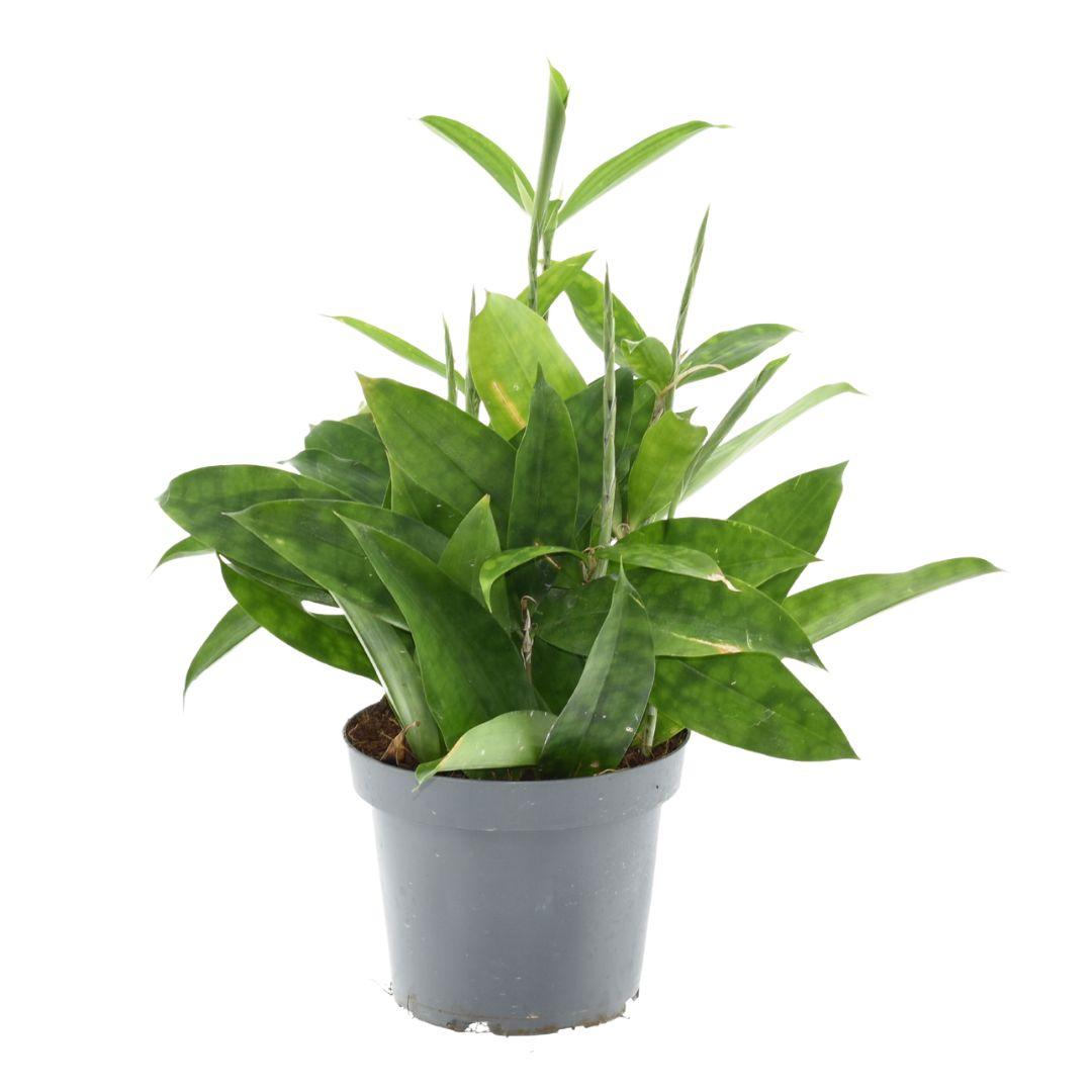 Dracaena Surculosa – Pflegeleichte Zimmerpflanze Ø14cm