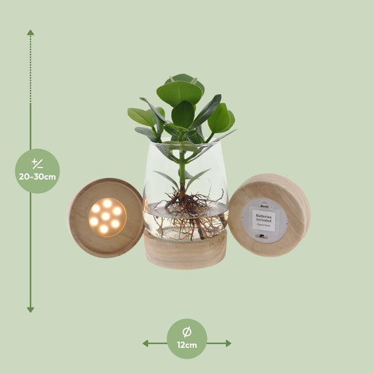 Clusia Hydroponie im Kingston Glas mit LED Ø12cm, 30cm hoch