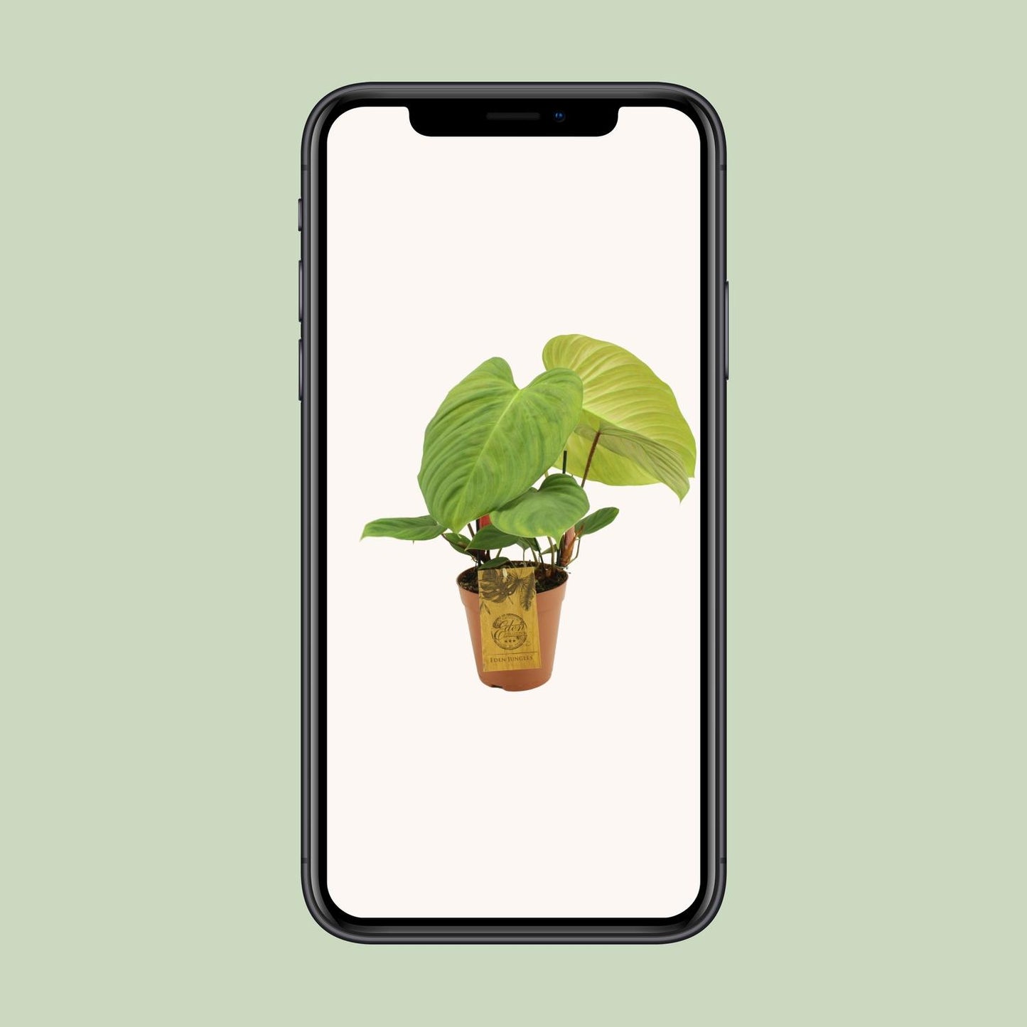 Philodendron Fuzzy Petiole – Pflegeleichte Zimmerpflanze Ø15cm