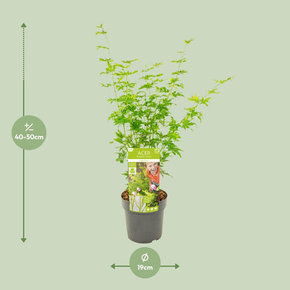 Fächerahorn 'Going Green' – kompakte Zimmer- & Gartenpflanze