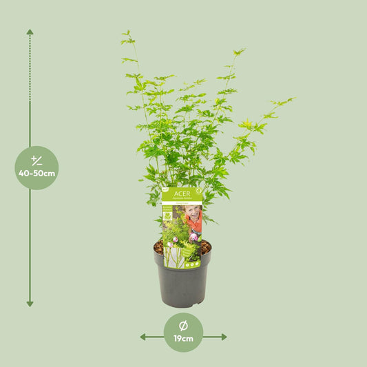 Fächerahorn 'Going Green' – kompakte Zimmer- & Gartenpflanze