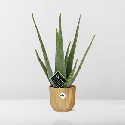 Aloe Vera 12cm in ELHO Vibes Fold 14cm Gelb – Pflegeleichte Sukkulente