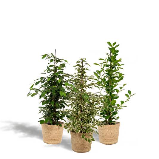 Ficus Trio im Korb – Benjamina & Microcarpa Ø21cm, ca. 95cm