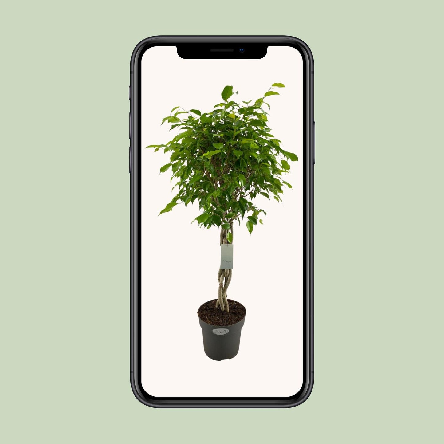 Ficus Benjamina Exotica Geflechtstamm Ø24cm, ca. 100cm hoch