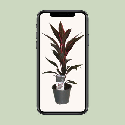 Cordyline Tango – Exotische, pflegeleichte Zimmerpflanze Ø12cm