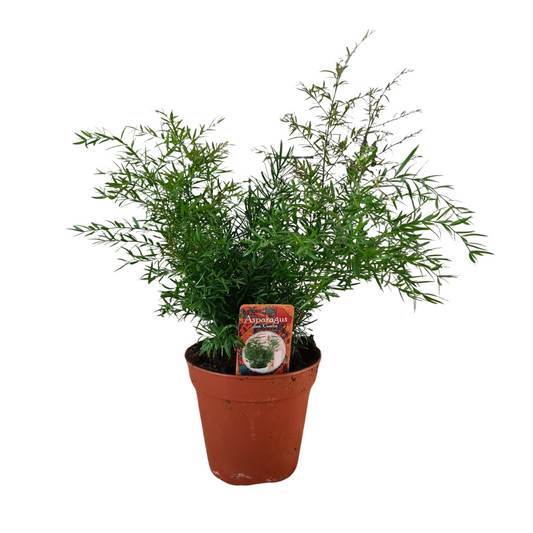 Zierspargel 'Cwebe' – Pflegeleichte Zimmerpflanze Ø13cm