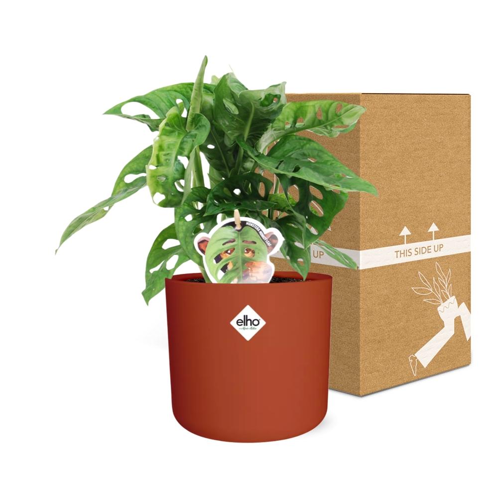 Monstera ‘Monkey Leaf’ in ELHO b.for soft rond 14cm brique